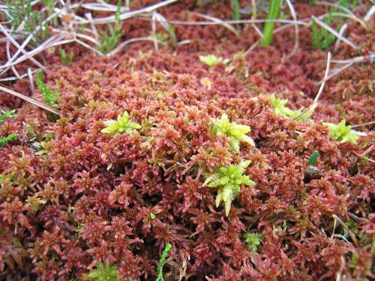 Sphagnum sp