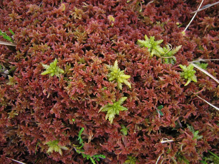 Sphagnum sp
