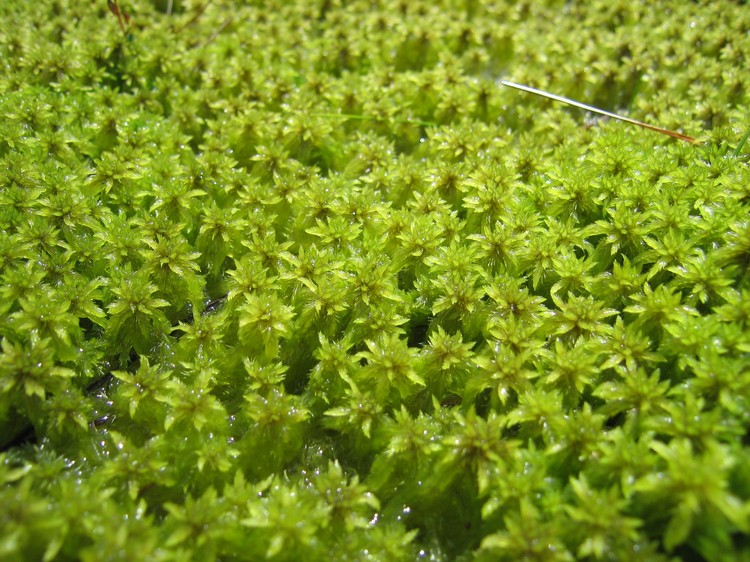 Sphagnum sp
