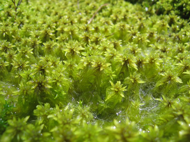 Sphagnum sp