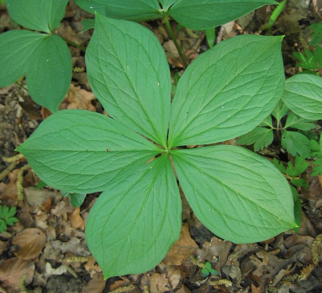 Paris quadrifolia