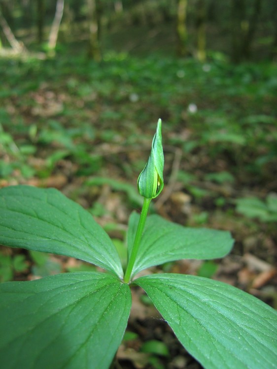 Paris quadrifolia