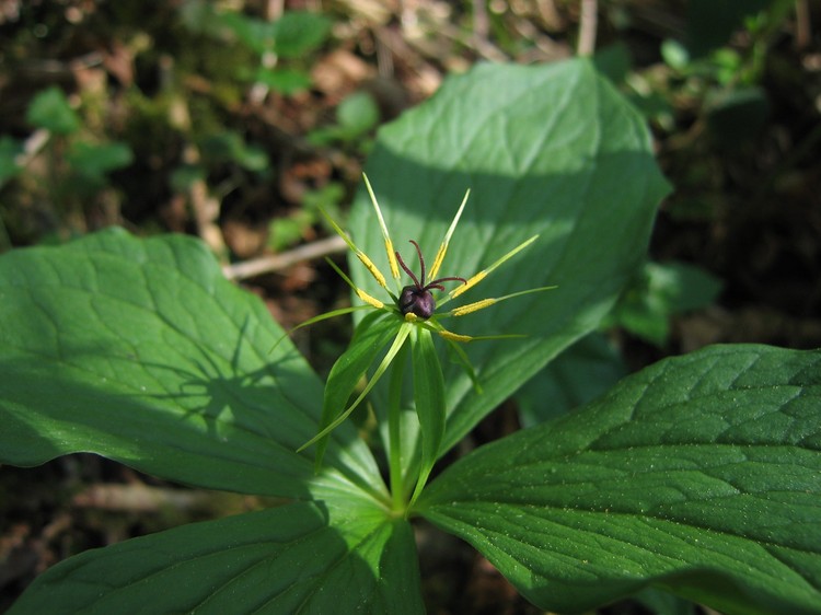 Paris quadrifolia