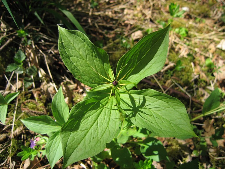 Paris quadrifolia