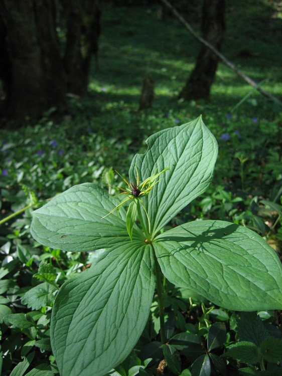 Paris quadrifolia