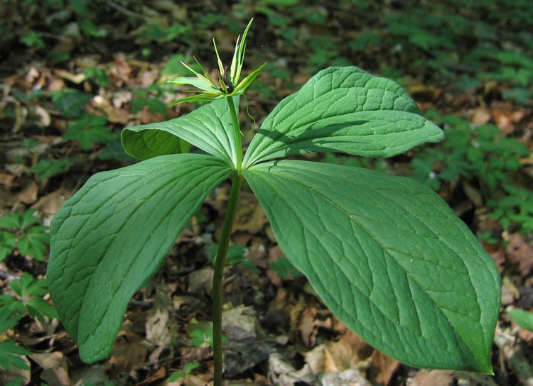Paris quadrifolia