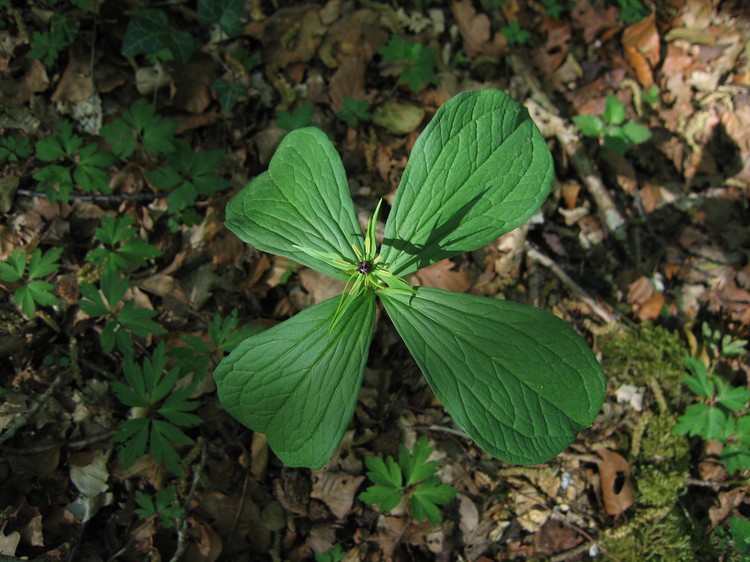 Paris quadrifolia