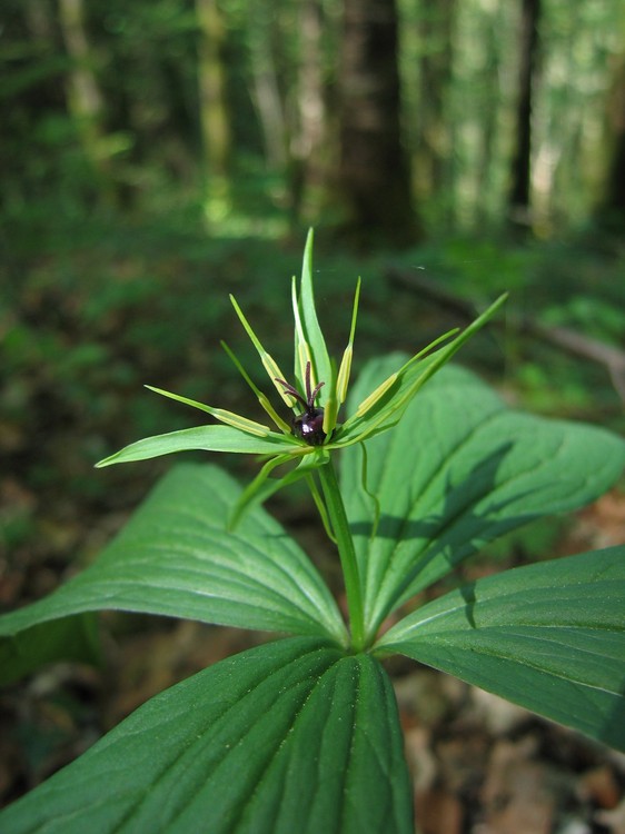 Paris quadrifolia