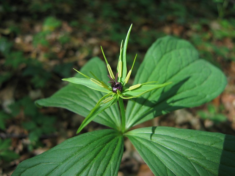 Paris quadrifolia