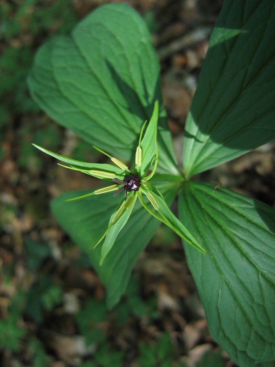 Paris quadrifolia