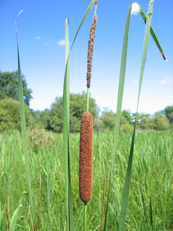 Typha angustifolia