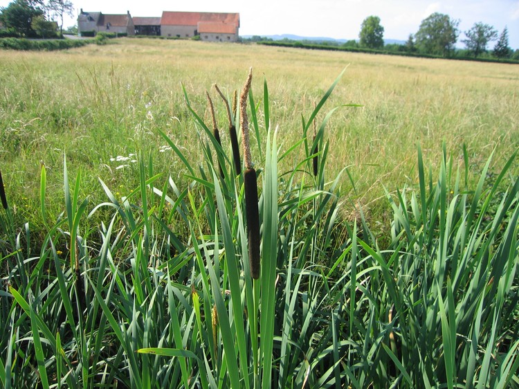 Typha latifolia