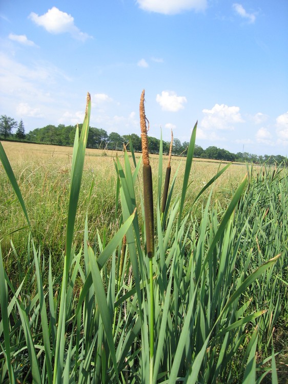 Typha latifolia