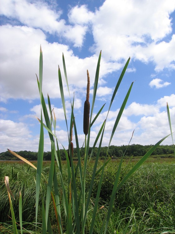 Typha latifolia
