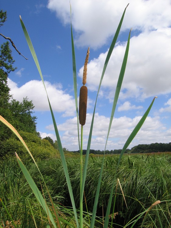 Typha latifolia