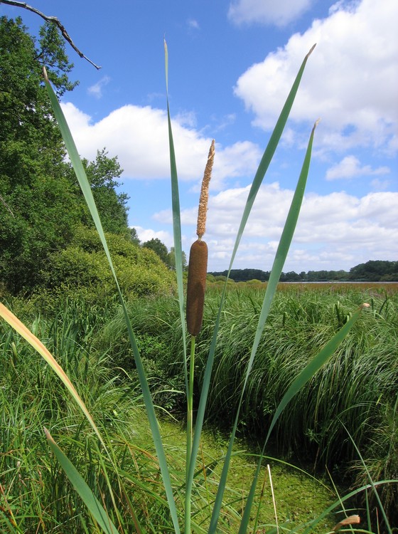 Typha latifolia