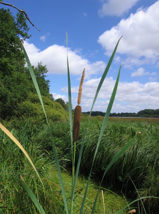 Typha latifolia