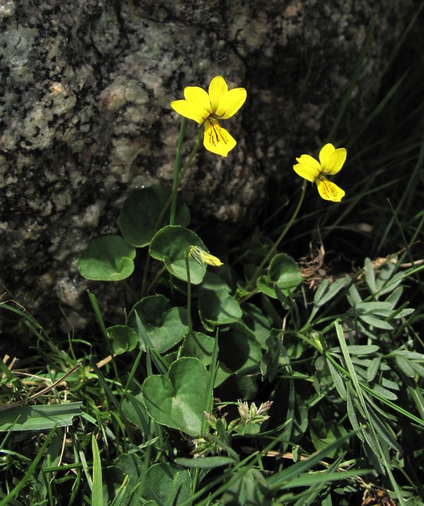 Viola biflora
