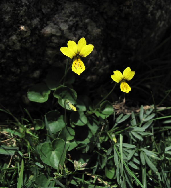 Viola biflora