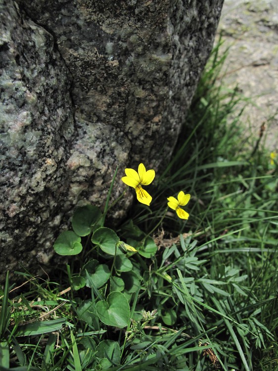 Viola biflora