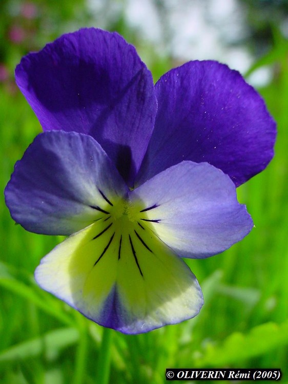 Viola tricolor