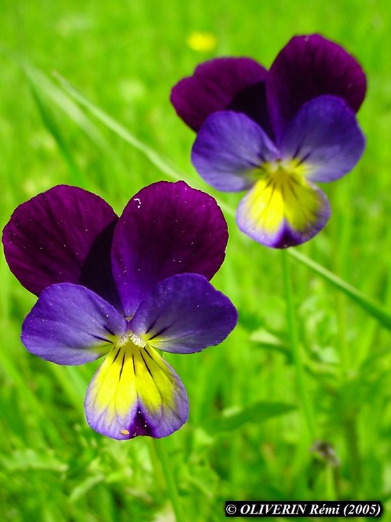 Viola tricolor