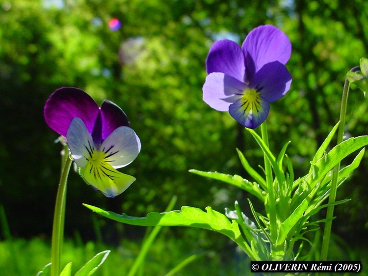 Viola tricolor